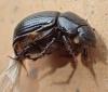 Ammoecius elevatus
